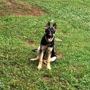 Meet your Posher, Daisy